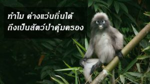 news-Southern-Glasses-Lemurs-site