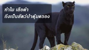 panther-news-site
